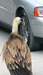 El voltor al costat d'un cotxe