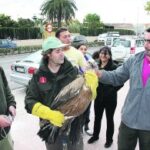 Els experts amb el voltor de Benissa a les mans