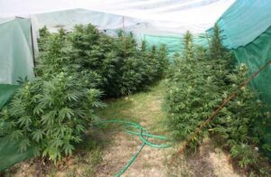 Les plantes de marihuana a Pinos