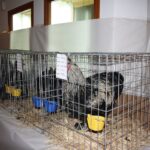 Exposició d'avicultura autòctona a Benissa