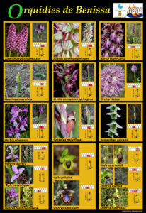 Cartell de les orquídies de Benissa.