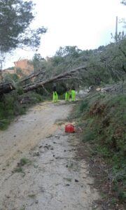 Arbres tombats pel tornado a Lleus