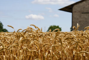 «Camp de blat»,   foto d'Esteban