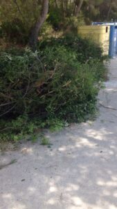 Abocament de restes vegetals a una zona de contenidors