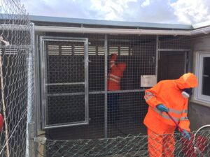 Operaris de Benissa Impuls netegen la secció de la gossera afectada per la parvovirosi canina