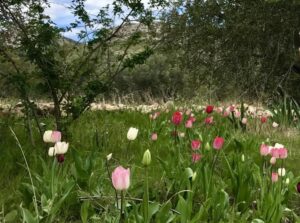 El Jardí dels lliris