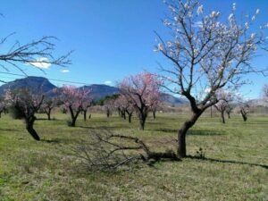 Un dels horts afectats pel Xylella