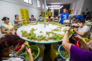 Un moment d'activitat d'Uvas Cabrera