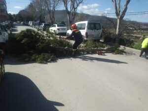 Membres de protecció civil de Benissa i la policia local retiren l'arbre
