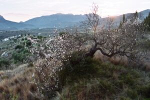 Ametler en flor