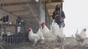 Gallines alacantines