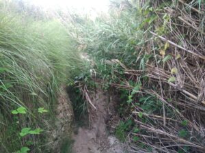 Un altre tram de la senda del Molí del Quisi