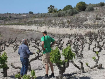 El raïm de moscatell pateix pèrdues “catastròfiques” a Benissa, Teulada Moraira, Xaló i Llíber