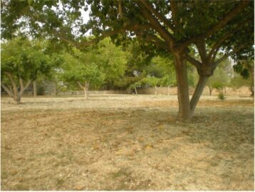 El bancal brut i el foc; per Joan Josep Cardona