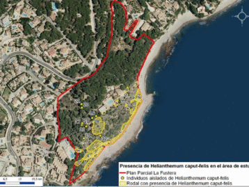 El projecte de Patmore amenaça espècies de flora protegides d’alt valor ecològic segons un informe encarregat per l’Ajuntament de Benissa